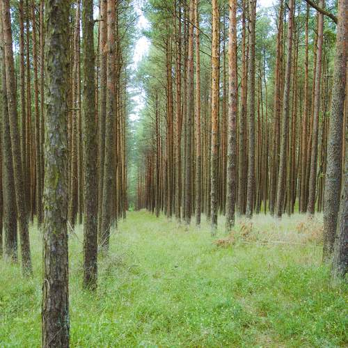 Photo #9768662