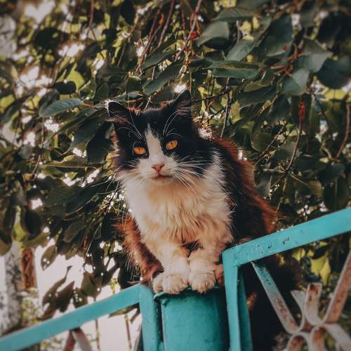 Photo #9768925