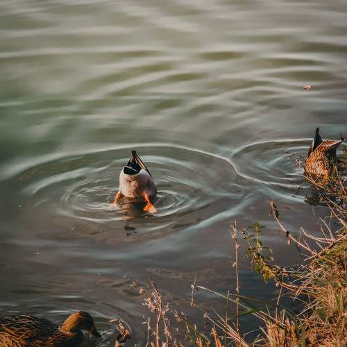 Photo #9768928