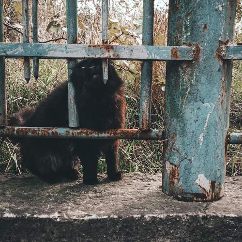 Photo #9768929