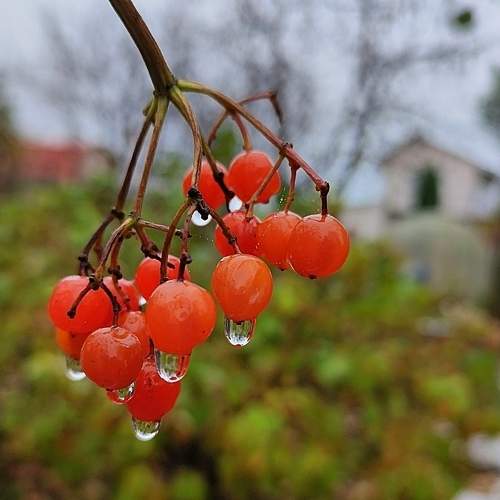 Photo #9771226
