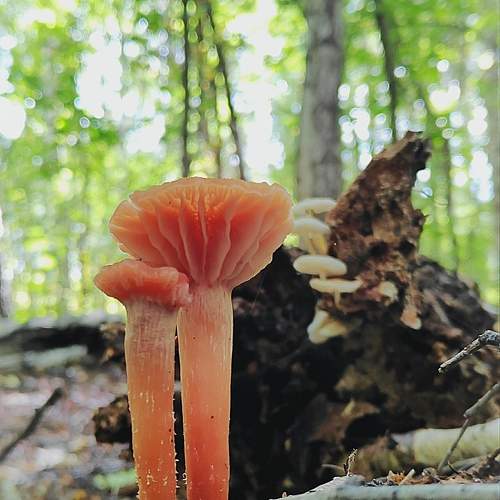 Photo #9771835
