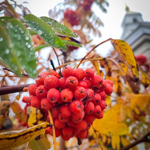 Photo #9771887