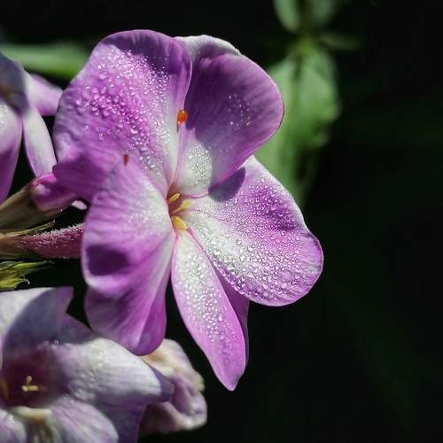 Photo #9772198