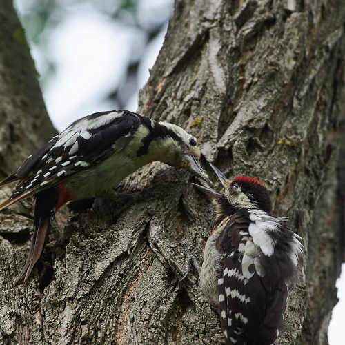 Photo #9772284