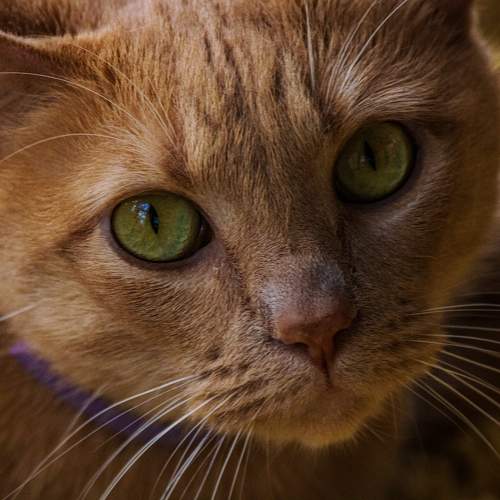 Photo #9772775