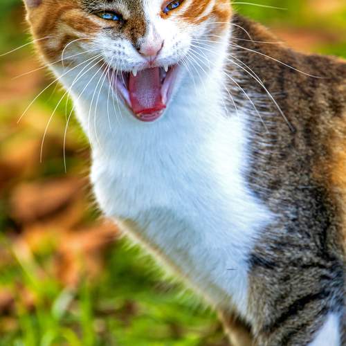 Photo #9772778
