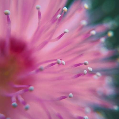 Plant Microcosm