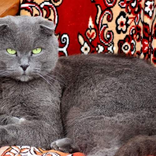 Photo #9773445