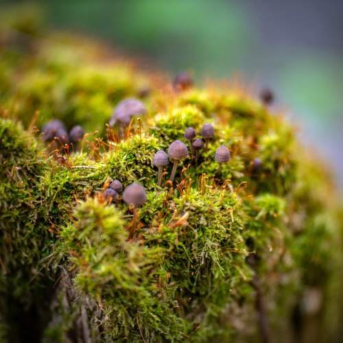 Photo #9774010