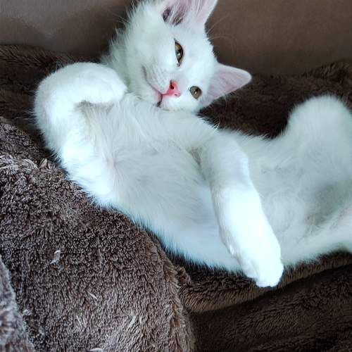 Photo #9774293