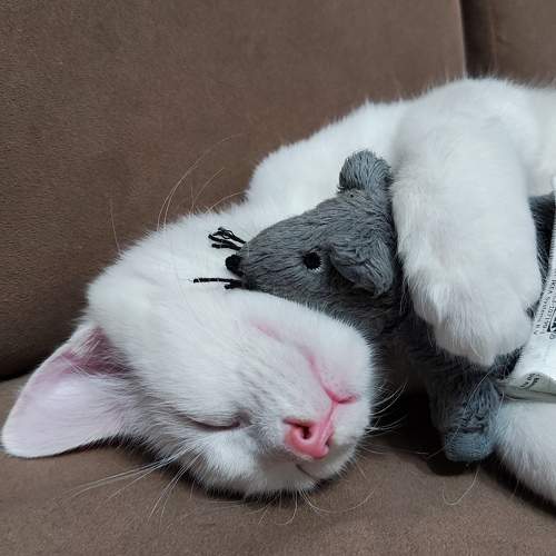 Photo #9774303