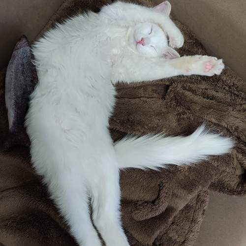 Photo #9774310
