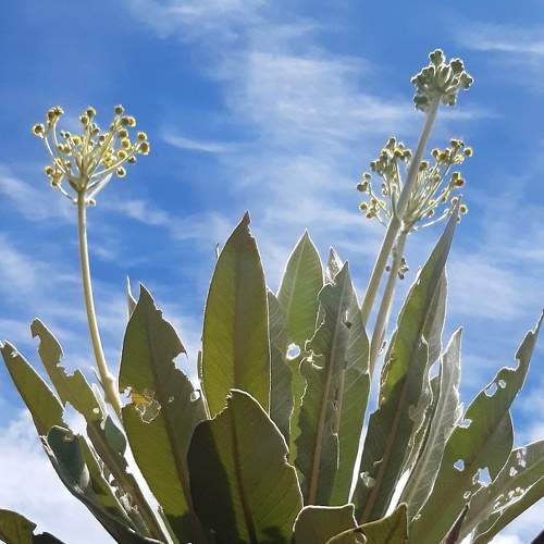 Frailejon