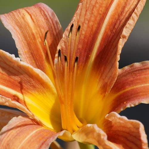 Photo #9775607