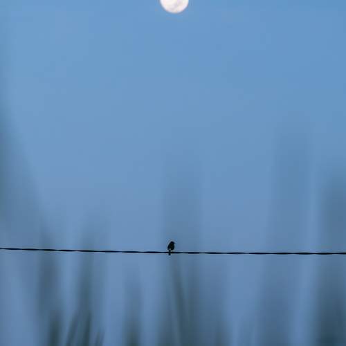 Photo #9775667