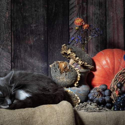 Photo #9776027