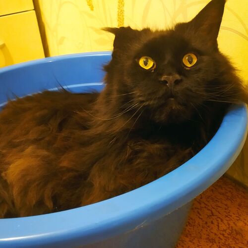 Photo #9776562