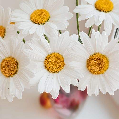 Photo #9777261