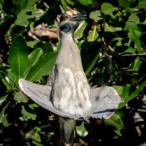 The Heron who looked like a Hat