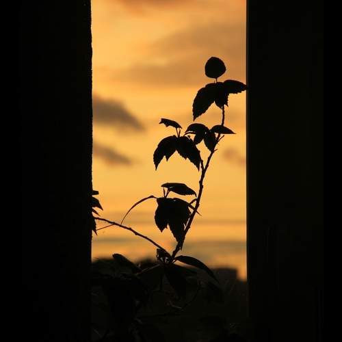 Photo #9781584