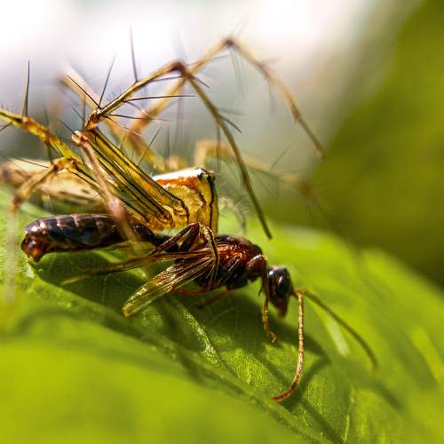 Macro Photography