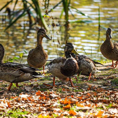 Photo #9782117
