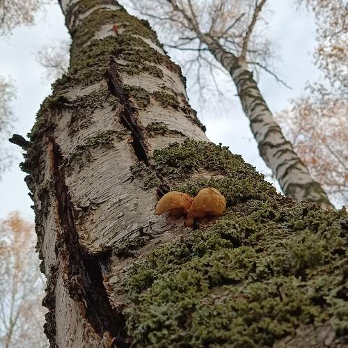 Photo #9783176