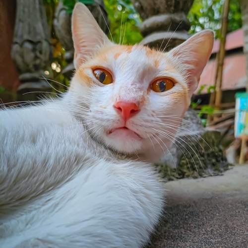Photo #9783268