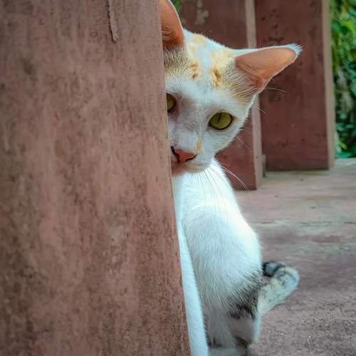 Photo #9783270