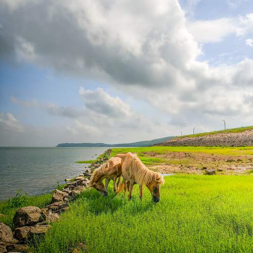 Equine Serenity
