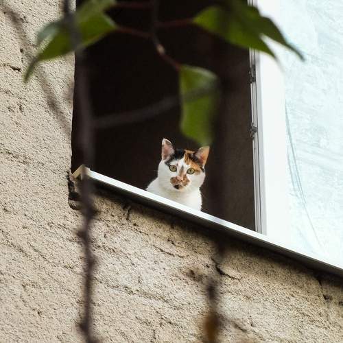 Photo #9784327