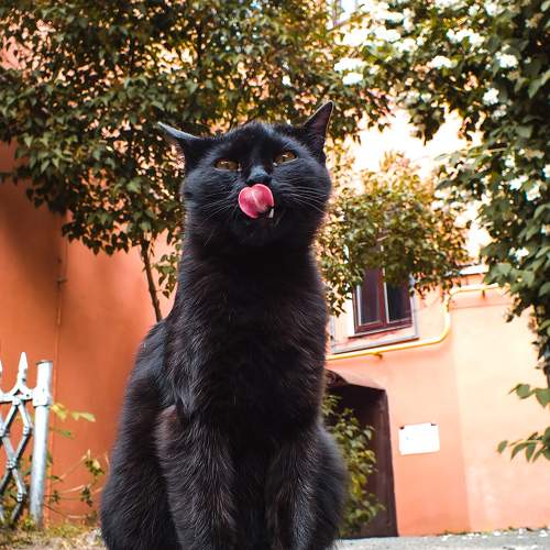 Photo #9784336