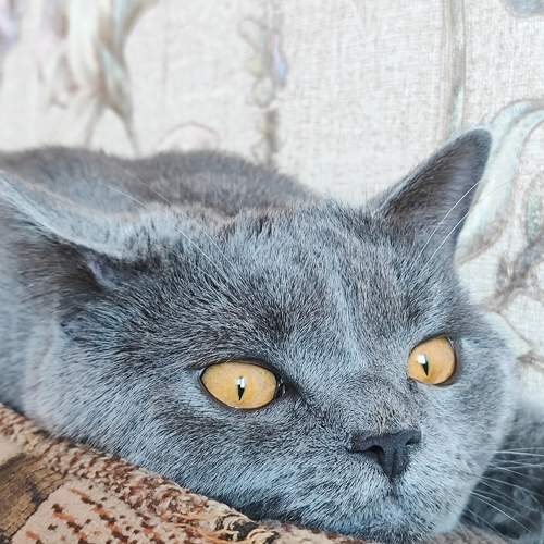Photo #9785164