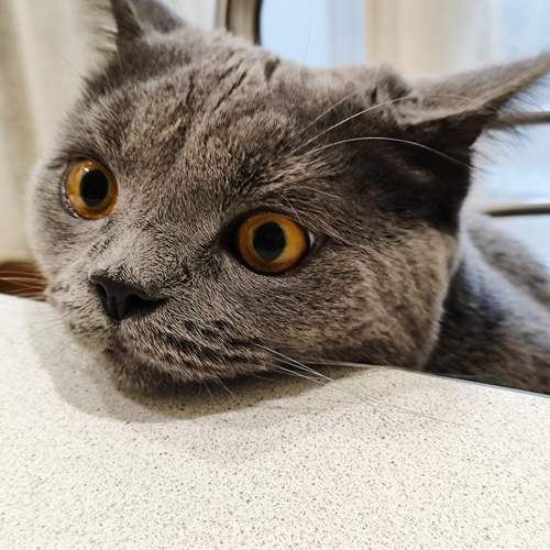 Photo #9785165