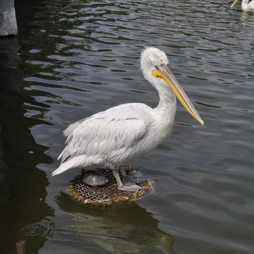 Photo #9785358