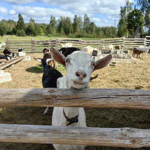 Photo #9785362