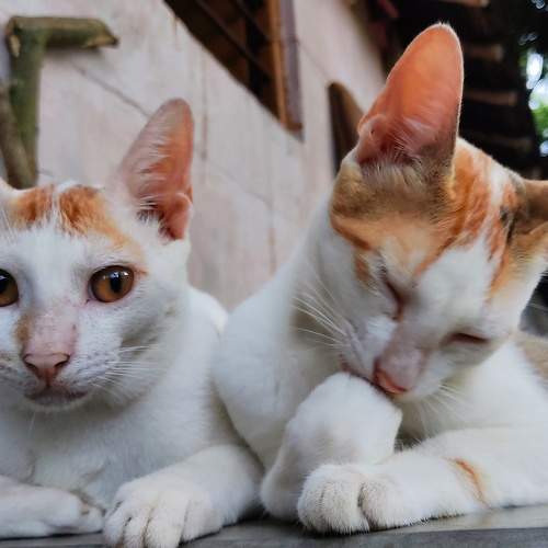 Photo #9786450