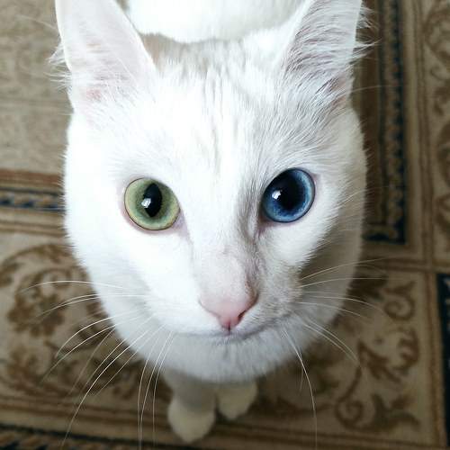 Photo #9786491