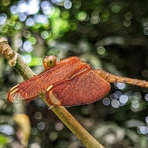Fulvous forest skimmer
