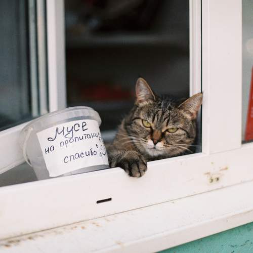Photo #9786633