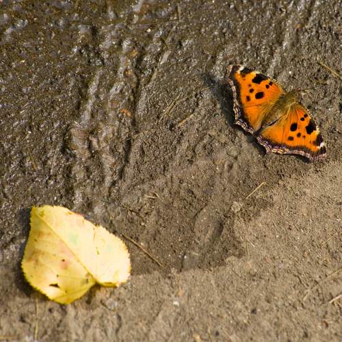 Photo #9787861