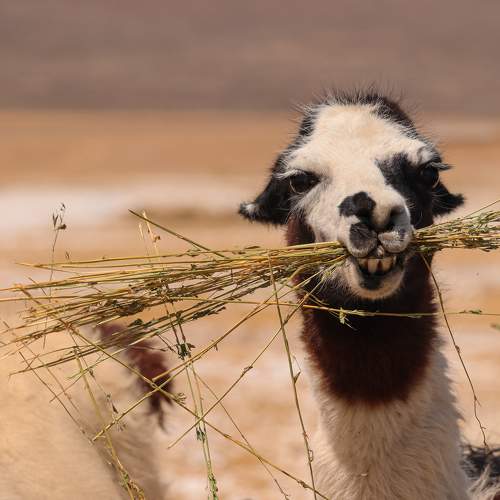 Photo #9790539