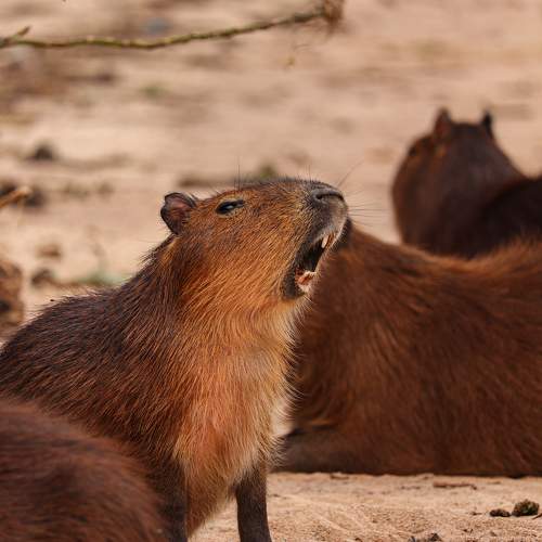 Photo #9790540