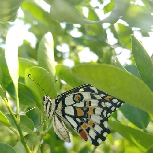 Photo #9790775