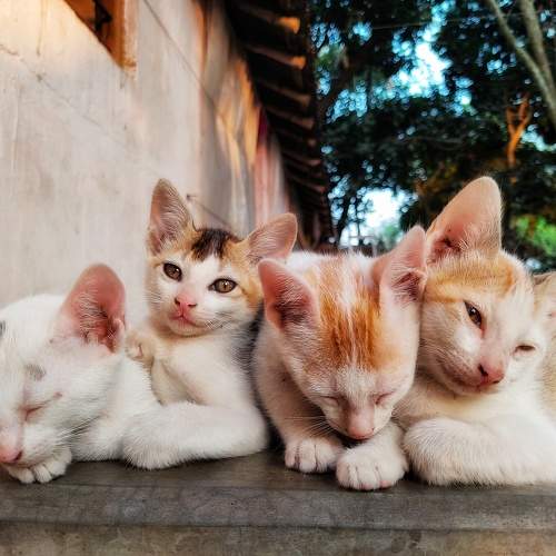 Photo #9790789