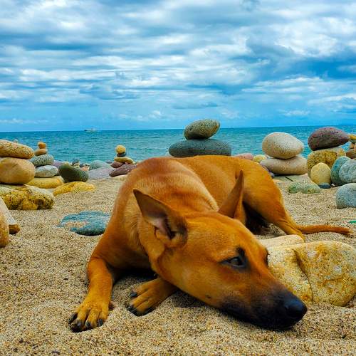 Beautiful Solitude Of A Canine On The Beach
