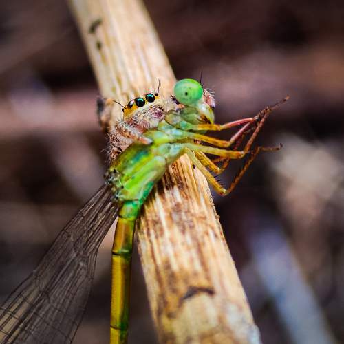 Photo #9791454