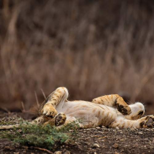 Photo #9792465