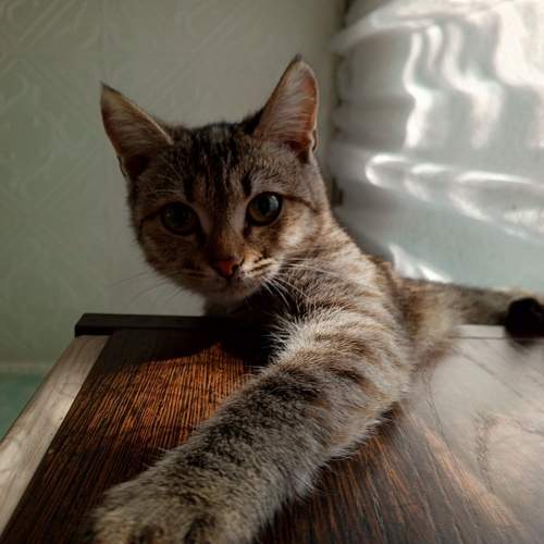 Photo #9793620